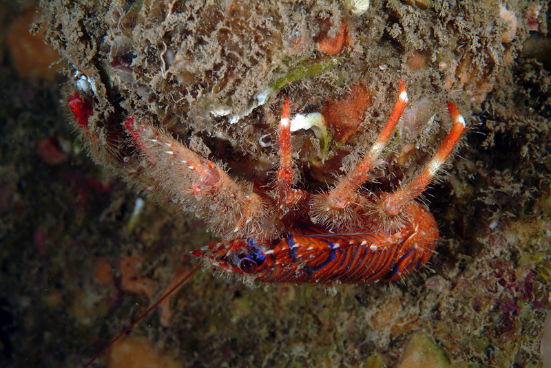 Galathea strigosa